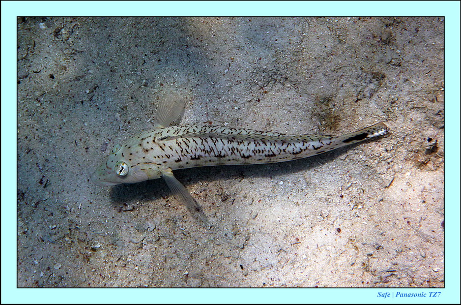 2011 - 03 - Koh Rok 12